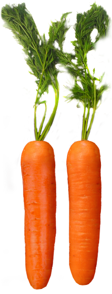 Harvest-Fresh-Carrots.png